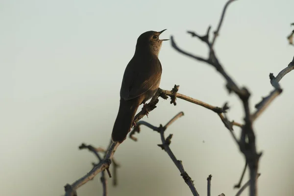 Pájaro — Foto de Stock