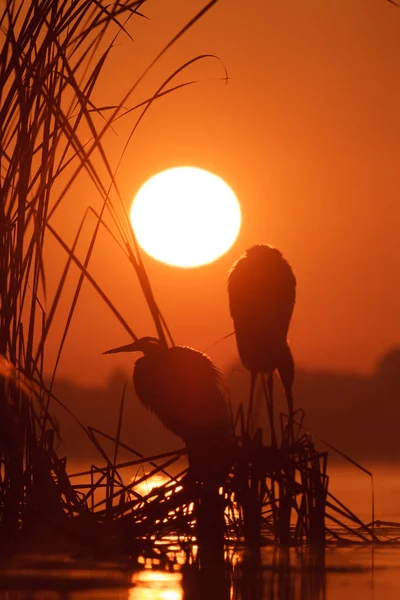 Fågel — Stockfoto