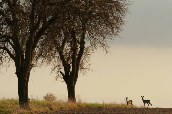 Roe deer in wild scenery — Stock Photo, Image