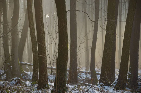 Forest — Stock Photo, Image