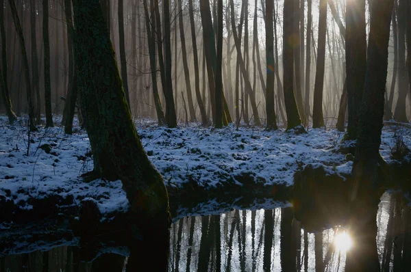 Foresta — Foto Stock