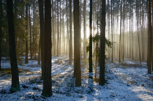 Bosque —  Fotos de Stock