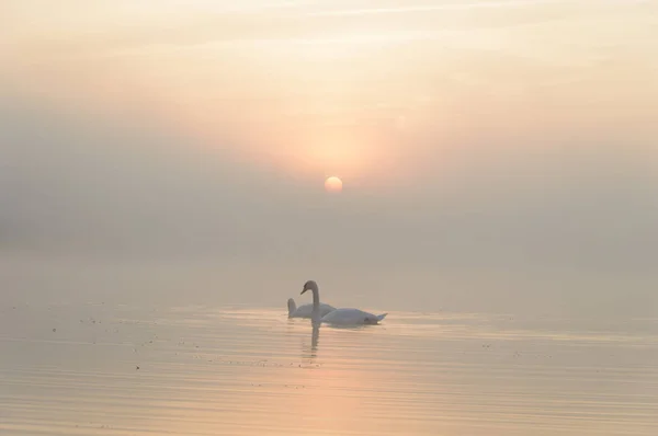 Lago — Foto de Stock