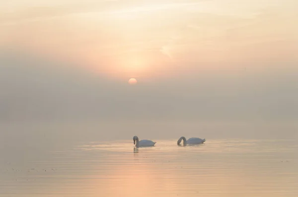 Cigno — Foto Stock