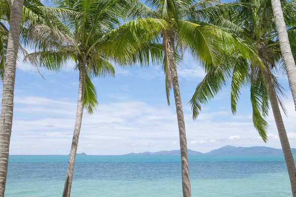 Blick Auf Schönen Tropischen Strand Mit Einigen Palmen — Stockfoto