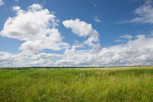 Blick Auf Schönes Frisches Grünes Gras Und Blauen Himmel — Stockfoto