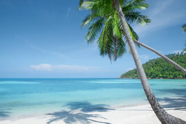 View Nice Tropical Beach Some Palms — Stock Photo, Image