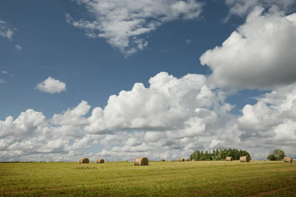 View Nice Fresh Green Grass Blue Sky — Stock Photo, Image