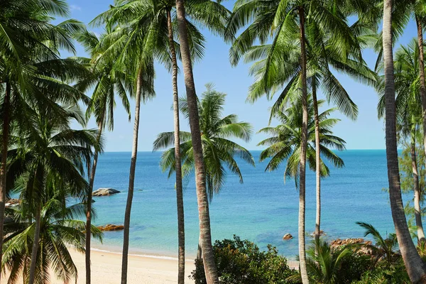 Blick Auf Schönen Tropischen Strand Mit Einigen Palmen — Stockfoto