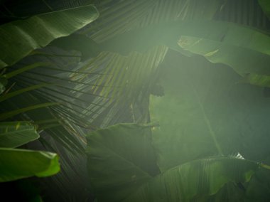 fragment view of nice mist  green tropical jungle clipart
