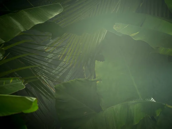 Visão Fragmento Selva Tropical Verde Névoa Agradável — Fotografia de Stock