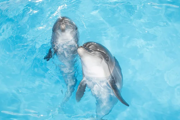 Blick Auf Schöne Flaschnasen Delfine Die Blauen Kristallwasser Schwimmen — Stockfoto