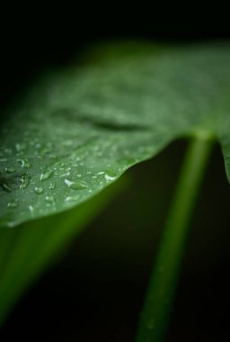 Güzel yeşil tropik yaprak doğa tarzının makro görüntüsünü kapat