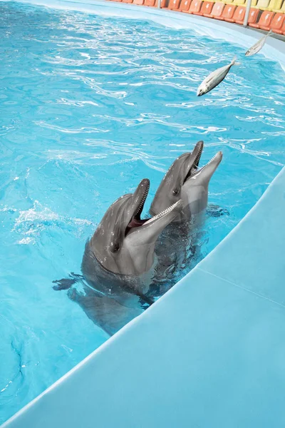 Vue Belle Bouteille Nez Dauphins Nageant Dans Eau Cristalline Bleue — Photo