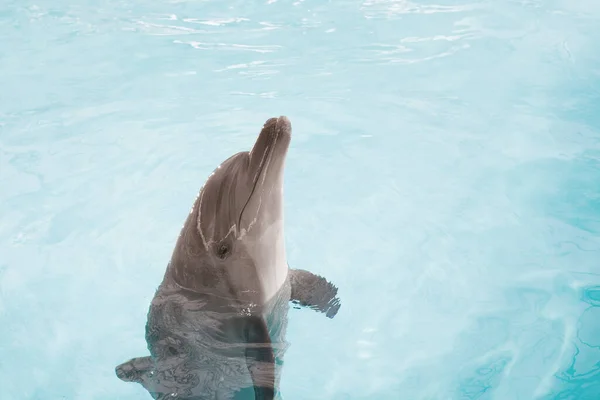 View Nice Bottle Nose Dolphin Swimming Blue Crystal Water — Stock Photo, Image