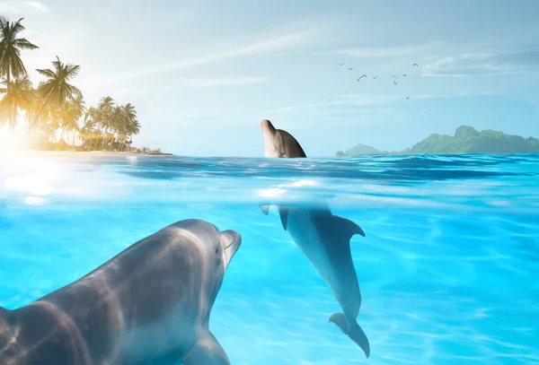 Blick Auf Schöne Flaschnase Delphin Schwimmen Blauen Kristallwasser — Stockfoto