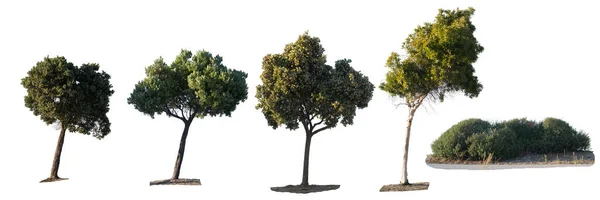 Vista Jogo Árvores Verdes Arbusto Costas Brancas Para Ser Cortado — Fotografia de Stock
