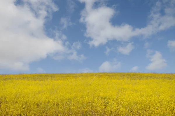 Blick Auf Schöne Gelbe Blumenwiese Mit Blauem Himmel Auf Dem — Stockfoto