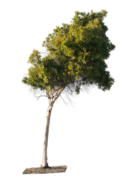 Vista Dell Albero Verde Sul Retro Bianco Essere Facilmente Ritagliato — Foto Stock