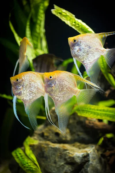 Skalare Pterophyllum Scalare Goldvariante — Stockfoto