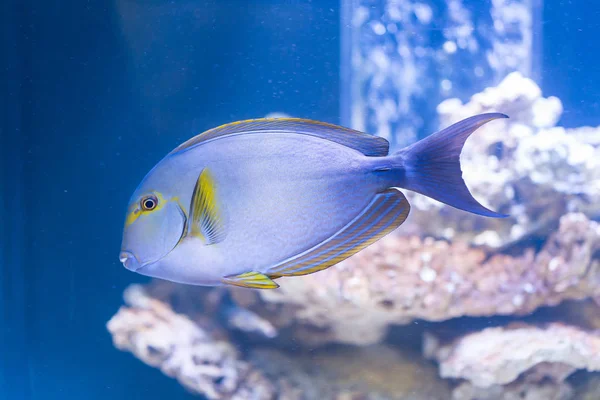 Acanthurus Xanthopterus Sarı Yüzgeçli Surgeonfish Tuzlu Balık — Stok fotoğraf