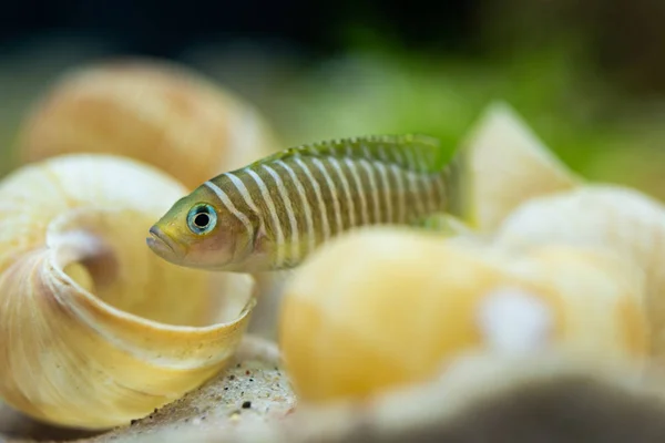 Lamprologus Similis Freshwater Fish — Stock Photo, Image