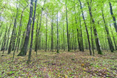 yeşil orman - güzel manzara.