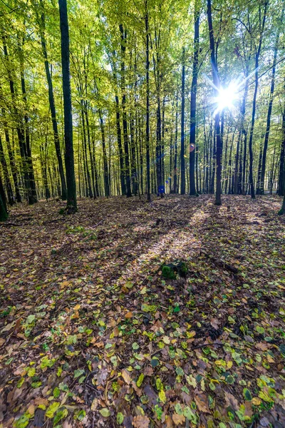 緑の森と太陽 — ストック写真