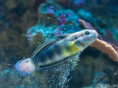 Amblygobius phalaena - şeritli kayabalığı, tuzlu su balık