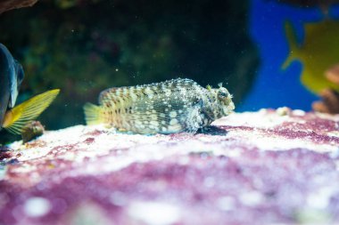 Balık - Salarias fasciatus, bantlı Blenny, bantlı Jewelled-Blenny, Jewelled Rockskipper