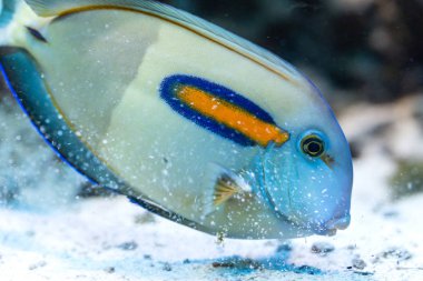 Acanthurus olivaceus - turuncu grup Surgeonfish, tuzlu su balık