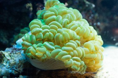 Euphyllia paraancora - mercan Lps