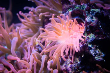 Anemon Heteractis magnifica, renkli uzun dokunaç Anemone