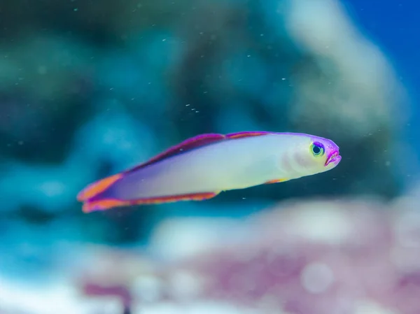 Fish Nemateleotris Decora Luciérnaga Elegante Agua Salada — Foto de Stock