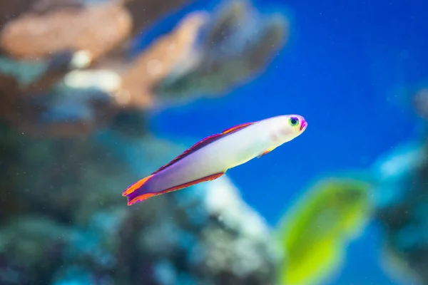 Peixe Nemateleotris Decora Firefish Elegante Água Salgada — Fotografia de Stock