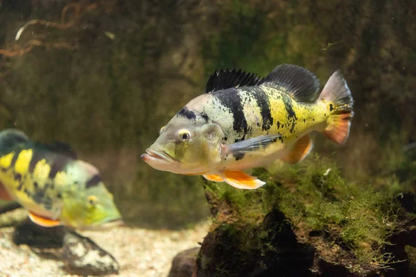 Fish Butterfly Peacock Bass Cichla Ocellaris — Stock Photo, Image