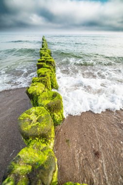 manzara, eski dalgakıran deniz yosunu ile büyümüş