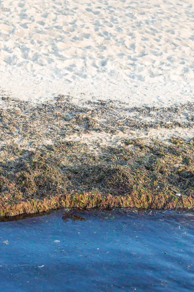 Cyanobactéries Sur Plage Baltique — Photo