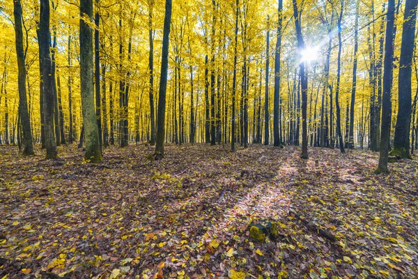 多彩的秋天的树林 — 图库照片