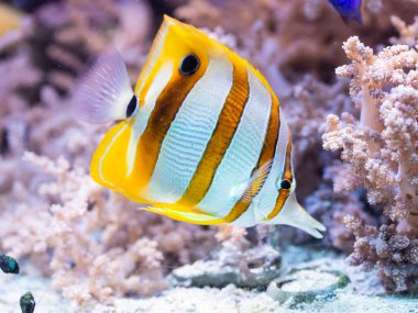 Chelmon rostratus - bantlı Longsnout Butterflyfish, tuzlu su balık