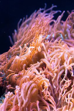 Anemon Heteractis magnifica, renkli uzun dokunaç Anemone