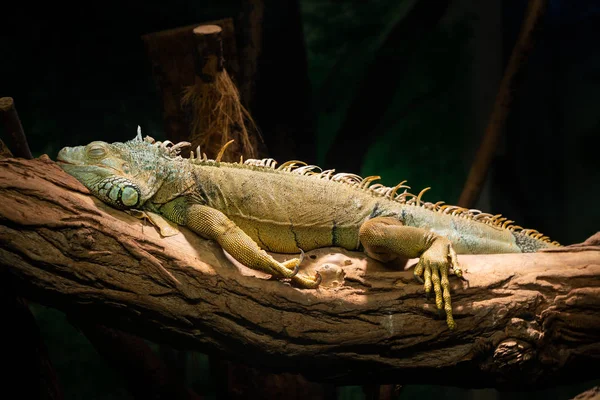 Green Iguana Iguana Iguana Lies Trunk — Stock Photo, Image