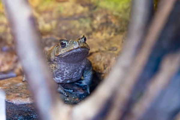 Frog Cane Toad Rhinella Marina — Stock Photo, Image