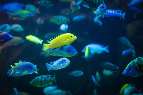 Рыба Labidochromis Caeruleus Лимонно Желтая Лаборатория — стоковое фото