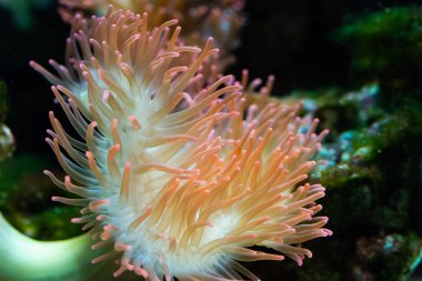 Anemon Heteractis magnifica, renkli uzun dokunaç Anemone