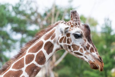 bir zürafa bir profille portresi