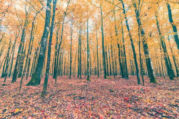 Τοπίο Πολύχρωμο Φθινόπωρο Δάσος — Φωτογραφία Αρχείου
