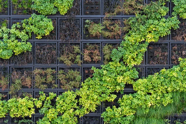 Wall Various Plant Species — Stock Photo, Image