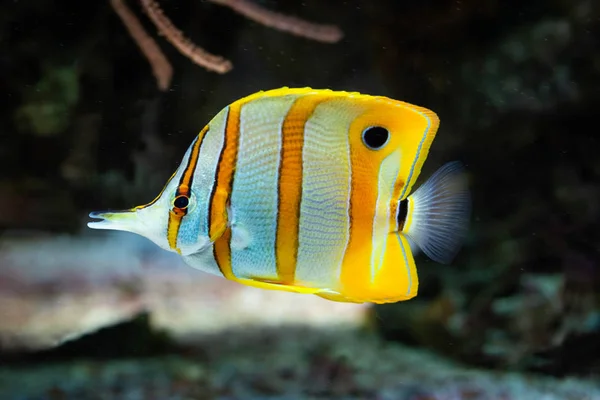 Chelmon Rostratus Bantlı Longsnout Butterflyfish Tuzlu Balık — Stok fotoğraf