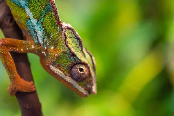Lizard Panther Chameleon Furcifer Pardalis — Stock Photo, Image